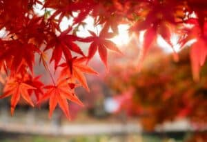 La foglia marrone di un acero caroliniano, Fraxinus Caroliniana, dà un tocco di autunno alla pianta e allalbero