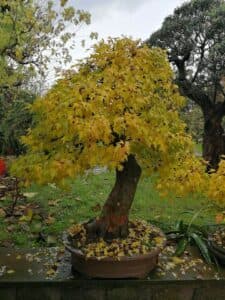 Immagine di un tridente di acero in un vaso come un bonsai, con foglie riccamente verdi che si stagliano tra le verdi piante circostanti Un albero dallaspetto antico e mistico, che porta con sé un messaggio di forza, resistenza e bellezza tra la vegetazione