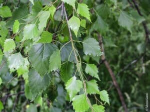 Una betulla pendula, con le sue foglie erbacee, un albero che diventa parte dellambiente erboso circostante Una pianta che si distingue in mezzo al verde della natura