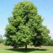 Questo è un bellissimo scatto di un tiglio americano, una quercia elm, che offre una visione unica di come un albero possa essere bello Lacero, lolmo e il tiglio sono tutti alberi che possono essere ammirati nello stesso scatto, regalando una sensazione di pace e bellezza