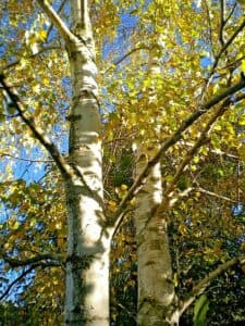 Immagine di una betulla occidentale solitamente presente in un boschetto di una foresta Un tronco ritagliato dal verde della vegetazione circostante che emerge dalla terra e si erge in altezza, libero nellaria aperta Un simbolo di forza e bellezza naturale