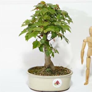 Una persona che mantiene un equilibrio tra lacero tridente, la waterplant, la pianta in vaso, lalbero, la foglia, il bonsai e lacqua, tutti in armonia con lambiente