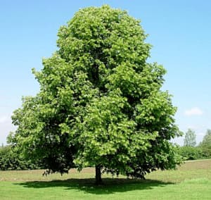 Questa foto mostra una palude ricca di alberi, tra cui un tiglio, una quercia, un acero e un pino Una vista mozzafiato che mostra la bellezza della natura in tutta la sua varietà