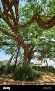 Questa foto ritrae un affascinante albero esotico, con un tronco dalbero massiccio e un boschetto di conifere in una ricca vegetazione Lalbero, un BushPianta, è circondato da cespugli e da un edificio che si erge in lontananza, creando un magnifico paesaggio boschivo