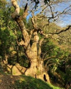 Questa foto mostra una magnifica vista dellHimalaya con un albero di quercia, un tronco dalbero e un boschetto di tiglio in primo piano La vegetazione lussureggiante e la terra fertile creano una vera e propria foresta, un luogo incontaminato e selvaggio Una visione suggestiva di un antico albero di foresta