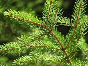 L'immagine raffigura una scena idilliaca invernale un abete rosso, una conifera sempreverde e un albero di pino sono circondati da una ricca vegetazione L'abete bianco conferisce un tocco di magia alla foresta innevata