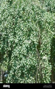 Questa immagine mostra la magia della natura un albero che circonda una pianta di fiore, con una vite che si arrampica intorno ad essa, unedera verde che cresce intorno ad essa e una ricca vegetazione che circonda lalbero È unimmagine fantastica che mostra la bellezza e la forza della natura