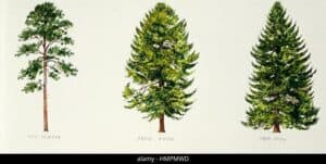 Una pianta di abete bianco, una conifera che fa parte della famiglia dei pini, in mezzo ad una lussureggiante vegetazione