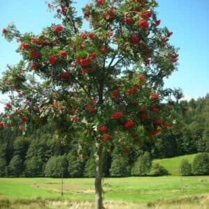 Un boschetto di alberi dai colori variopinti, quali sorbo, quercia, acero e maple, circondato da una ricca e rigogliosa vegetazione; rosa, erba e terra, che creano un paesaggio magico Un luogo dove gli uccelli possono cantare indisturbati