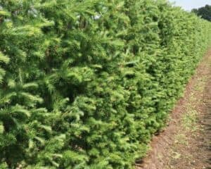 Un albero di larice giapponese in una scena di natura allaperto, circondato da pini coniferi, siepi, fogliame e una ricca vegetazione un viaggio tra i colori e la bellezza della natura nei suoi aspetti più suggestivi