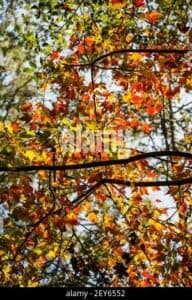 Questa immagine mostra una varietà di alberi presenti nel bosco, tra cui una Fraxinus caroliniana, una Quercia, un Acero e una Betulla Le foglie di queste piante formano una bellissima vegetazione, offrendo uno spettacolo unico e suggestivo