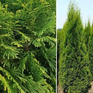 Una fotografia che mostra la bellezza della Thuja occidentale, una pianta conifera dalla magnifica vegetazione Un albero che offre uno scenario di grande impatto visivo