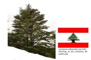 Questa immagine mostra un meraviglioso Cedro del Libano, un albero conifera che si distingue tra la vegetazione Con la sua forma imponente e le sue caratteristiche simili a quelle di un abete o di un pino, è una delle piante più affascinanti del suo genere