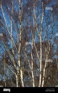 Una pianta di Betulla Occidentale e Quercia cresce insieme, rappresentando la bellezza e la grandezza di un albero