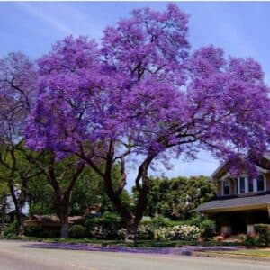 Un cielo viola che si confonde con la natura, circondato da aree aperte e ricche di vegetazione Fiori e alberi che si ergono al cospetto di un edificio, per ricordarci che la bellezza della natura è ancora intatta Skyviola la magia dei fiori viola è tra noi