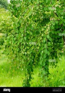 Questa immagine mostra unincredibile albero magico ricco di vegetazione Al suo interno, una pianta di fiori, una vite con frutta maturo e una varietà di erbe e foglie Un luogo di abbondanza, con unenergia produttiva che offre una miriade di fiori colorati