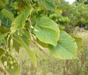 Questa immagine mostra un albero di tiglio americano con foglie di HerbFoglia Una pianta venerata come albero di quercia o faggio, lerbetta medica che circonda questo albero verdeggiante è un segno della ricca vegetazione che caratterizza il paesaggio