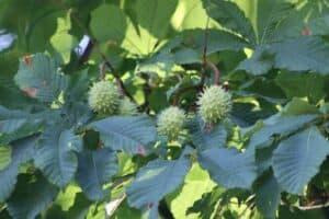 Un albero di castagno selvatico dellIndia, che sfoggia una ricca vegetazione e un fiore profumato sulla sua foglia