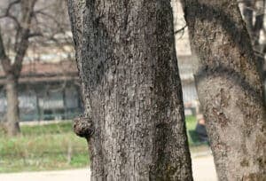 Questa immagine mostra un albero di castagna indiano, con le sue foglie che ondeggiano al vento Il tronco dellalbero è scuro e robusto, mentre le foglie brillano sotto il sole È uno spettacolo magnifico da ammirare!