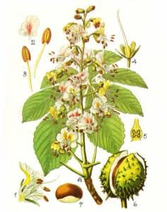 Questa foto mostra un albero di India Chestnut, una pianta erbacea appartenente alla famiglia Annonaceae Lalbero è caratterizzato da foglie lucide e da un magnifico bocciolo di fiore bianco rosato Il nocciolo è uno dei frutti più apprezzati nei paesi tropicali e subtropicali