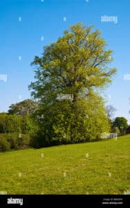 Questa immagine ritrae un magnifico albero di tiglio della Virginia, con lerba adornata di OakErba, circondato da un parco Una distesa di campi, prati, pascoli e praterie si estende fino al sicono di quercia in lontananza Un vero e proprio paradiso verde!