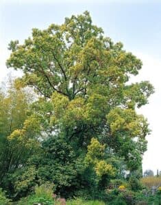Unimmagine che evoca il profumo di cannella tra la vegetazione di un bosco allaperto, con alberi di quercia e sommacco che testimoniano la bellezza della natura