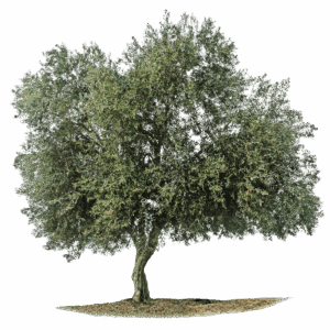 Lolivo antico simboleggia la fertilità e leternità Questa immagine mostra un albero di olivo nel mezzo di una vegetazione lussureggiante di fiori e piante in vaso, tra cui una quercia, un sicomoro e un tronco di albero Una scena di bellezza e armonia che celebra la ricchezza della natura
