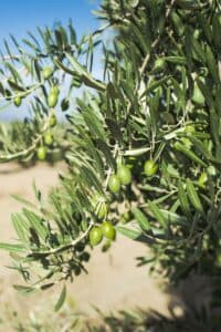 Una scena di un olivo antico, simbolo di abbondanza, ricchezza e generosità, un albero dalle foglie dorate che fa parte della famiglia delle conifere e che produce frutti preziosi La vegetazione rigogliosa circostante, foglie di tasso e frutta, ricordano che il cibo è un dono da prendersi cura e da produrre con amore