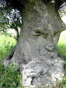 Questa immagine rappresenta un olivo antico, simbolo di forza, natura e resistenza Nel quadro si possono scorgere una quercia, un albero, la terra, la vegetazione, un bosco, un boschetto, un canguro, un tronco dalbero e una foresta Insieme, questi elementi rappresentano la bellezza e la forza della natura