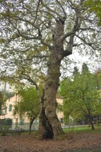Questa immagine mostra un tronco di un albero orientale, presumibilmente una quercia o un tiglio, che si erge in mezzo ad una lussureggiante vegetazione Unimmagine suggestiva che ci ricorda limportanza di preservare la natura