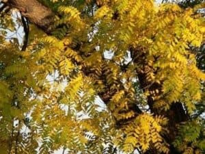 Una pianta di noce nero con un tronco alto e possente, una ricca vegetazione di foglie verdi che si estendono nellaria, un albero che simboleggia la forza della natura