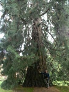 Un uomo adulto sotto un gigantesco albero di conifera, circondato dalla vegetazione del bosco Luomo si abbraccia al tronco dellalbero, simbolo di forza e sapienza Un legno che parla di bellezza, di vita eterna Un legno che racconta le storie di un uomo, una persona, un WoodAlbero