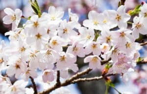 Taiwan il paradiso della primavera, con i suoi ciliegi in fiore che si stagliano contro un giardino verdeggiante Unatmosfera romantica ed incantevole, che rende ogni matrimonio unico e speciale, come una torta nuziale con le ciliegie adornata La natura è uno spettacolo che non può essere descritto a parole