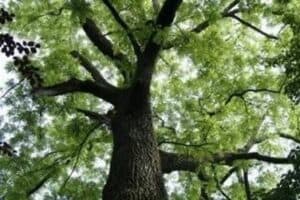 Questa immagine è una rappresentazione visiva della maestosa bellezza della natura Mostra una noce nero che cresce su un tronco di quercia circondato da alberi di acero e altra vegetazione lussureggiante Tutto questo si estende fino alla terra sottostante, un bosco che è parte di una foresta pluviale Una visione che ricorda a tutti limportanza di prendersi cura della natura