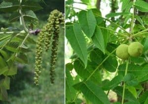 Questa immagine raffigura un albero di noci nere, una pianta che produce un prodotto ricco di nutrienti e di benefici per la salute, una verdura dal sapore simile a quello della pera La nocciola è un alimento straordinario, che fornisce una buona nutrizione e che può essere aggiunto a molti piatti