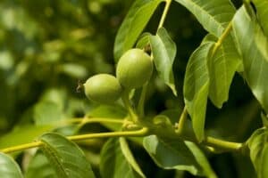 Un albero di noce che ben rappresenta la nutrizione che ci procura la natura in tutte le sue forme La pianta ci fornisce una vasta gamma di frutta e verdura che ci nutrono e ci riforniscono in energia Una particolare comunanza è quella tra la pera e la nocciola, due alimenti che hanno la stessa origine ma con proprietà nutrizionali differenti Un albero di noce che rappresenta la produzione naturale di cibo