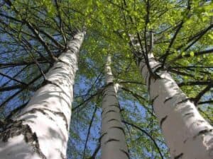 Unimmagine suggestiva che mostra la bellezza della natura una Betulla Occidentale, un albero imponente che domina la vegetazione della selva e del giardino, creando un paesaggio spettacolare allaperto Una GardenPianta che conferisce un tocco di magia alla natura