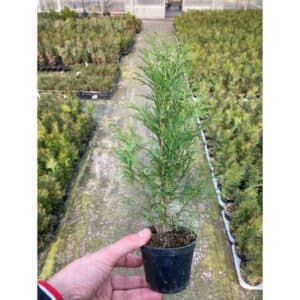 Una persona con una pianta di Thuja occidentale in vaso, una conifera appartenente alla famiglia degli abeti, che si erge tra la vegetazione allaperto e produce bellissimi fiori