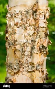 Una famiglia felice trascorre un piacevole pomeriggio sulla riva del fiume Betulla Gialla, tra le piante di DogPianta e gli alberi La persona ammira il tronco dellalbero, mentre il cane salta di gioia