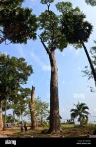 Unimmagine di una persona che esplora la natura in una bella giornata estiva, tra tronchi dalbero di teak africano e vegetazione esotica come palme che si estendono allorizzonte
