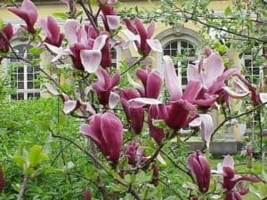 Questa foto ritrae un affascinante albero di magnolia in un giardino allaperto, circondato da altra vegetazione e vasi da fiori Il suo fogliame verde sfumato di giallo e le sue grandi e delicate foglie creano uno spettacolo magnifico, mentre i suoi petali bianchi e rosa brillano al sole Unimmagine unica di natura e bellezza