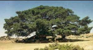 Questa immagine mostra una varietà di alberi, tra cui un sicomoro, un maplequercia, un acero, un tiglio e una pianta in un vaso Uneccellente combinazione di alberi da giardino e da interno!