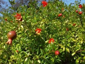 Questa immagine raffigura un arbusto decorativo che produce deliziose piante come melograno, pera e patata I melograni sono una deliziosa fonte di cibo, mentre le patate sono una delle più apprezzate La frutta e le verdure prodotte da questo arbusto rendono il giardino più invitante e sano
