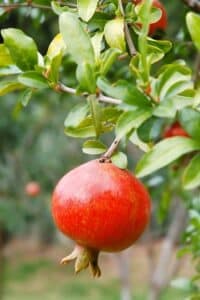 Questa foto mostra un arbusto decorativo che produce frutta deliziosa, come le pere e i melograni, conferendo al tuo giardino un tocco di colore e di sapori dolci