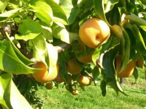 Unimmagine che mostra una varietà di pomacee giapponesi, come la OrangeCibo, una varietà di piante di frutta come la pera e le frutte citrus come larancia, un prodotto unico e delizioso