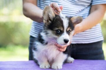 previeni le punture di pulci del cane