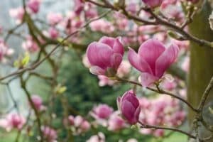 Una splendida magnolia in primavera con i suoi petali di DaisyFiore e boccioli di geranio, rosa e margherita che sbocciano allaperto in mezzo alla natura Una visione meravigliosa!