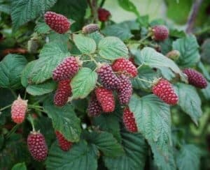 Questa pianta produttrice di bacche saporite come lamponi, more e ananas è una ricca fonte di cibo naturale e di frutta salutare