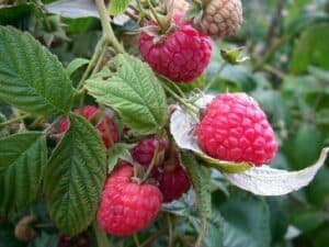Immagine di una pianta di lamponi che producono il delizioso frutto del mirtillo Una deliziosa verdura che rappresenta le proprietà nutrizionali di una dieta salutare Il lampone è un simbolo di sapori deliziosi e di abbondanza di frutta