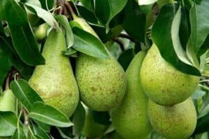 Una pianta di pero che produce questo delizioso frutto, una pera e una mela Una combinazione di sapori che invitano a gustare la bontà della frutta AppleCibo, una scelta sana e nutriente